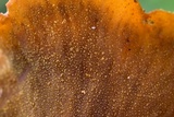 Encoelia heteromera image
