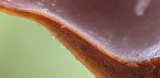 Encoelia heteromera image