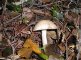 Hebeloma crustuliniforme image