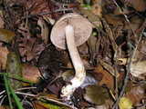 Hebeloma crustuliniforme image