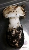 Leucoagaricus amanitoides image