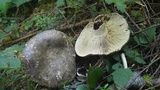 Russula dissimulans image