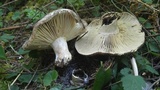 Russula dissimulans image