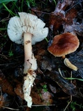Rhodocollybia butyracea image