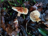 Rhodocollybia butyracea image