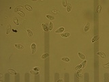 Rhodocollybia butyracea image