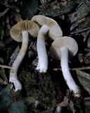 Inocybe geophylla image