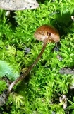 Psilocybe montana image