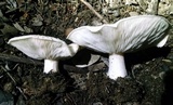 Melanoleuca lewisii image