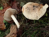 Hebeloma velutipes image