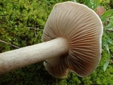 Hebeloma velutipes image