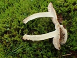 Hebeloma velutipes image