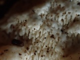 Trametes pubescens image