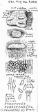Trametes pubescens image