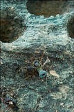 Chlorociboria aeruginascens image