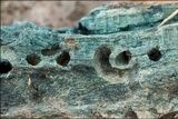 Chlorociboria aeruginascens image