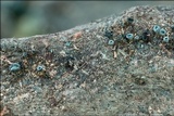 Chlorociboria aeruginascens image