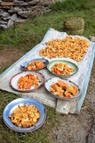Cantharellus platyphyllus image