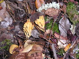 Ramaria rasilispora image
