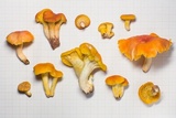 Cantharellus platyphyllus image