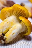 Cantharellus platyphyllus image