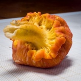 Cantharellus platyphyllus image