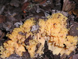 Ramaria rasilispora image