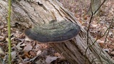 Phellinus robiniae image