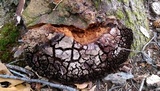 Phellinus everhartii image