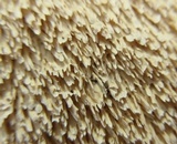 Irpex lacteus image