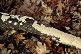 Irpex lacteus image