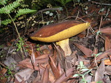 Suillus fuscotomentosus image