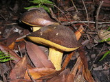 Suillus fuscotomentosus image