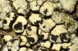 Dimelaena oreina image
