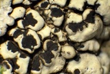 Dimelaena oreina image