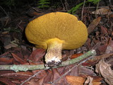 Suillus fuscotomentosus image