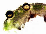 Dimelaena oreina image