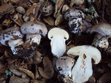 Cortinarius lilacinocolossus image