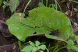 Cordyceps nutans image