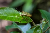 Cordyceps nutans image