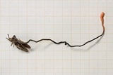 Cordyceps nutans image
