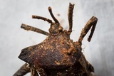 Cordyceps nutans image