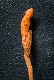 Cordyceps nutans image