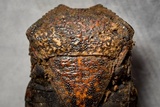 Cordyceps nutans image