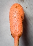 Cordyceps nutans image