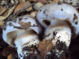 Cortinarius lilacinocolossus image