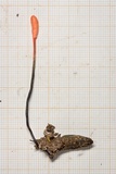 Cordyceps nutans image