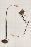 Cordyceps nutans image