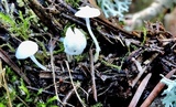 Hemimycena lactea image