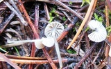 Hemimycena lactea image